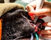 heart of chelsea animal hospital pet friendly new york veterinarian
