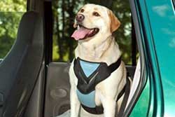 dog harness for the car